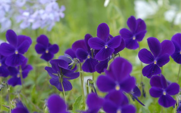 Viola cornuta Hansa - Horn-Veilchen