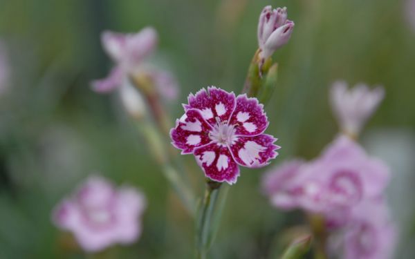 Dianthus Hybride Jane Austen - Englische Garten-Nelke