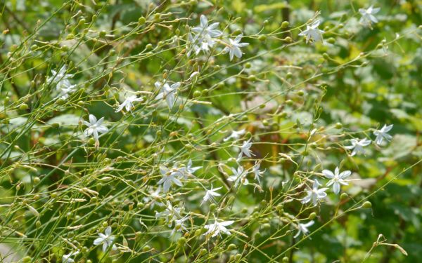 Anthericum ramosum  - Ästige Graslilie