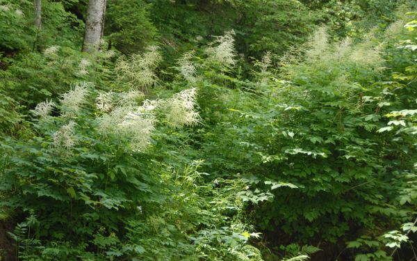 Aruncus dioicus - Wald-Geißbart