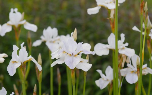Iris sibirica Hohe Warte - Wiesen-Schwertlilie