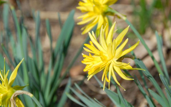 Narcissus Rip van Winkle - Gefüllte Narzisse