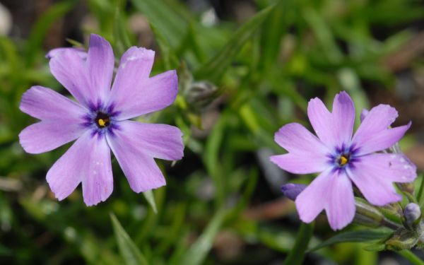 Phlox subulata Purple Beauty - Polster-Phlox, Teppich-Phlox