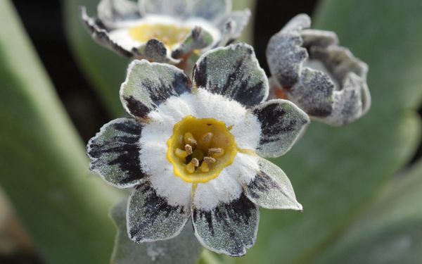Primula Auricula-Hybride Alois ©Bock - Garten-, Schau-Aurikel