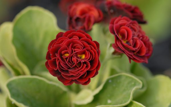 Primula Auricula-Hybride Crimson Glow - Garten-, Schau-Aurikel