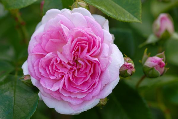 Rosa Jasmina ® - Kletter-Rose