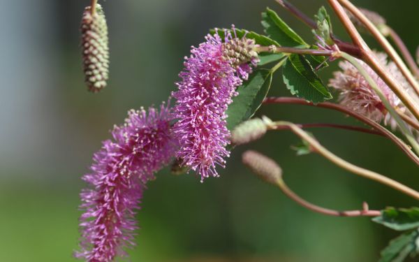 Sanguisorba hakusanensis - Japan-Wiesenknopf
