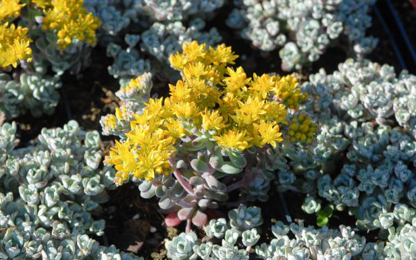Sedum spathulifolium Cape Blanco - Silberspatel-Fettblatt