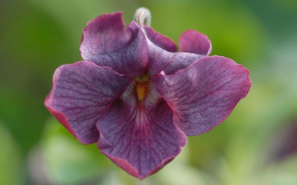Viola odorata Mulberry - Duft-Veilchen