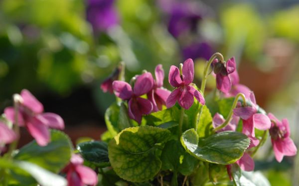 Viola odorata Perle Rose - Duft-Veilchen