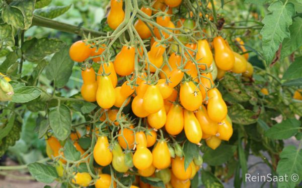 Saatgut: Cherrytomate Dattelwein - Solanum lycopersicum L.