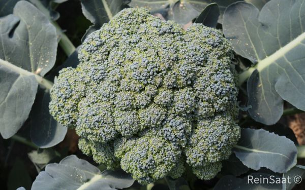 Saatgut: Broccoli Ramoso calabrese - Brassica oleracea convar. botrytis var. italica