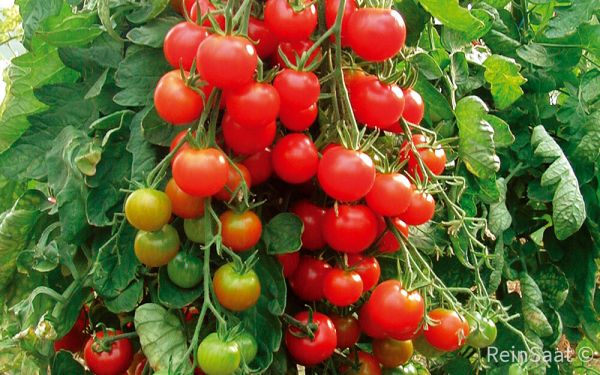 Saatgut: Cherrytomate Zuckertraube - Solanum lycopersicum L.