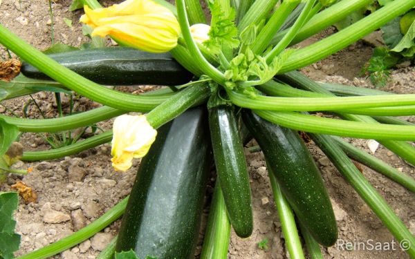 Saatgut: Zucchini Black Beauty - Cucurbita pepo L.