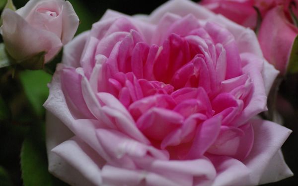 Rosa borbonica Blairii II - Historische Kletter-, Bourbon-Rose