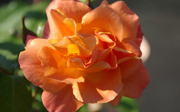 Rosa Westerland ® - Strauch-Rose