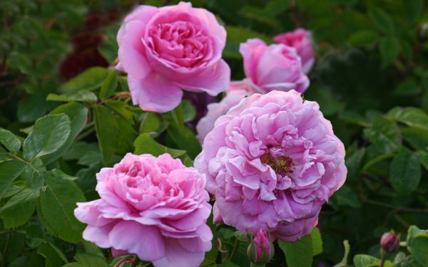 Rosa alba Maidens Blush - Historische Strauch-Rose
