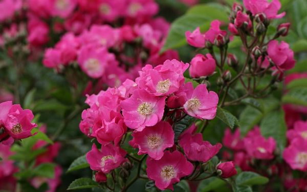 Rosa Multiflora-Hybride Maria Lisa - Kletter-Rose, Rambler