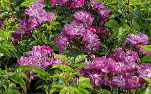 Rosa Multiflora-Hybride Veilchenblau - Kletter-Rose, Rambler