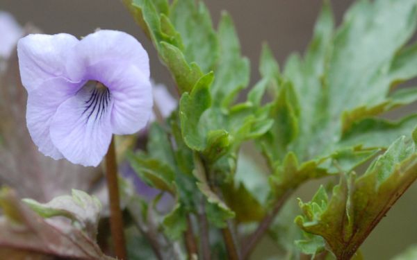 Viola Hybride Silver Samurai - Blattschmuck-Veilchen