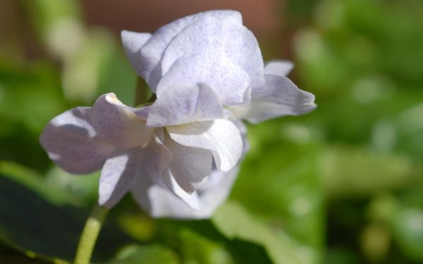 Viola alba ssp. dehnhardtii Ferndale - Parma-Veilchen