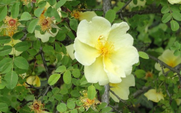 Rosa hugonis - Chinesische Goldrose, Wildrose