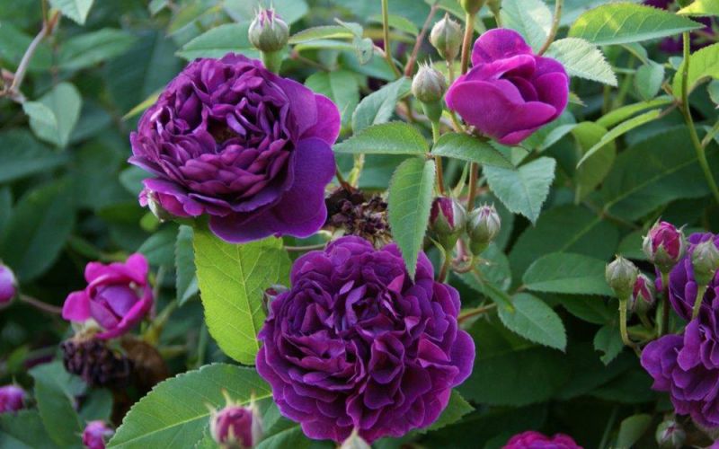 Rosa 'Reine des Violettes' - Historische Strauch-Rose