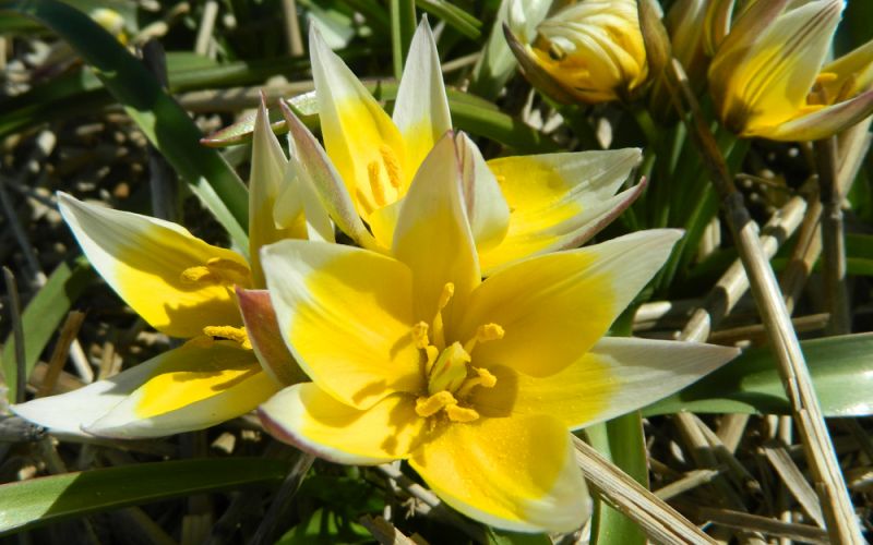 45 Samen Blumensamen ca Wildtulpen Tulipa tarda Wildtulpe 