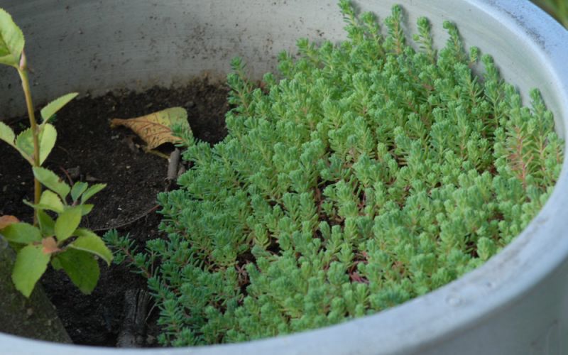 100 Pflanzen im 5/4 cm Topf Sedum hispanicum 
