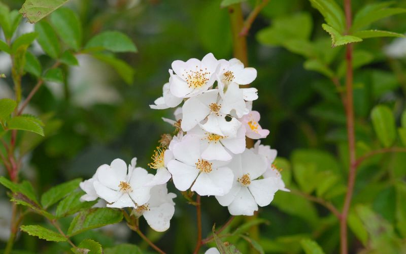 Wurzelware Büschelrose Wildrose Rosa multiflora 