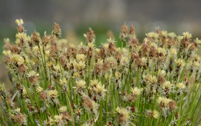 Carex montana  - Berg-Segge