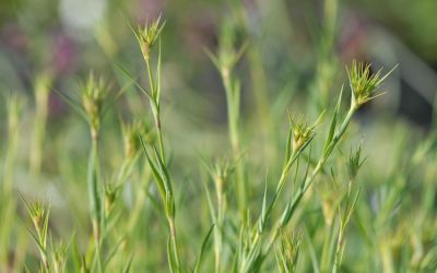 Dianthus knappii - Schwefel-Nelke