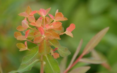 Euphorbia fragifera - Hohe Wolfsmilch