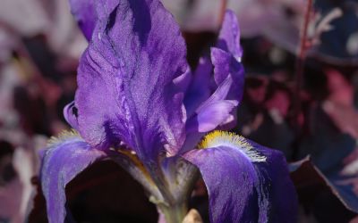Iris barbata-elatior Gesas Dunkelblaue - Hohe Bart-Iris, Schwertlilie