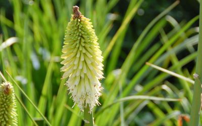 Kniphofia Hybride Ice Queen - Fackellilie