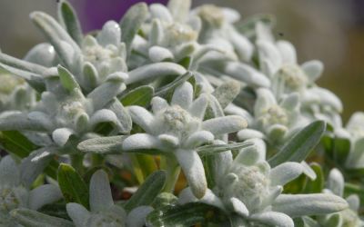 Leontopodium alpinum Silberzwerg - Alpen-Edelweiß