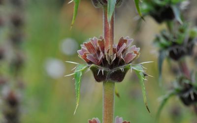 Morina longifolia  - Elfendistel, Steppendistel