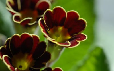 Primula Elatior-Hybr. Victorian Laced Primroses - Gesäumte Primel