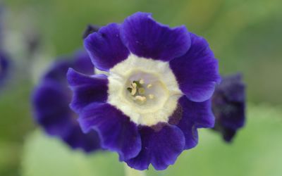 Primula Auricula-Hybride Blue Velvet - Garten-, Schau-Aurikel