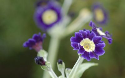 Primula Auricula-Hybride Blue Velvet - Garten-, Schau-Aurikel