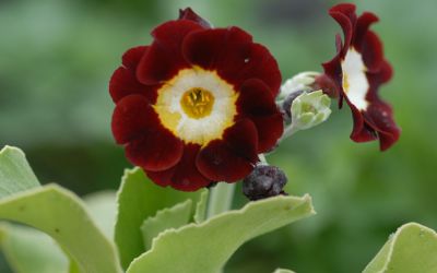 Primula Auricula-Hybride Dales Red - Garten-, Schau-Aurikel