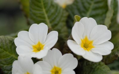 Primula Wanda-Hybride Wanda Gemischte Farben - Garten-Teppich-Primel
