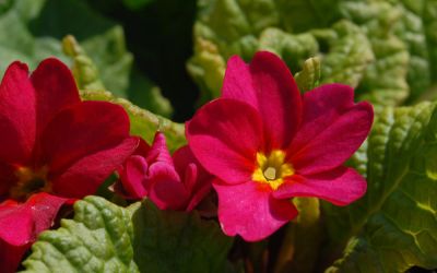 Primula Wanda-Hybride Wanda Gemischte Farben - Garten-Teppich-Primel