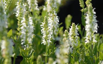 Salvia nemorosa Schneehügel - Garten-Salbei, Steppen-Salbei