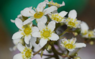 Saxifraga paniculata (großrosettig) - Rispen-Steinbrech