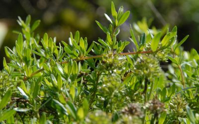 Thymus longicaulis ssp. odoratus - Aromatischer Kaskaden-Thymian