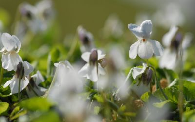 Viola odorata Alba - Duft-Veilchen