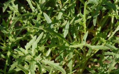 Diplotaxis tenuifolia - Stauden-Rucola, Rauke