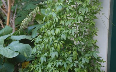 Gynostemma pentaphyllum - Jiaogulan, Kraut der Unsterblichkeit