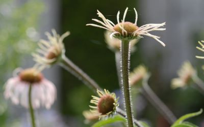 Echinacea pallida - Scheinsonnenhut